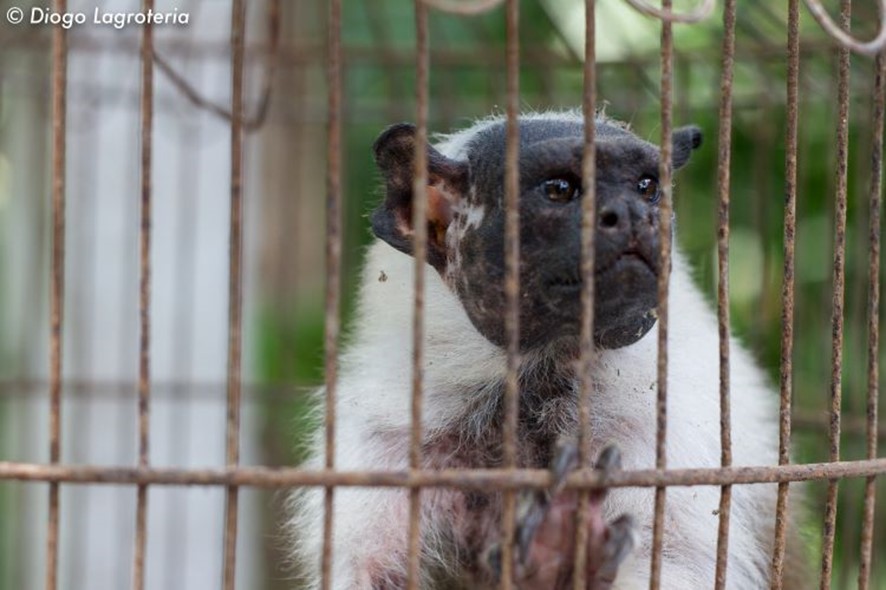 Pied tamarin rescue centre workshop in November