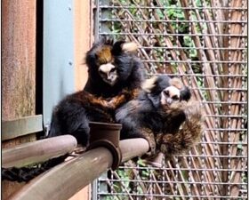 Tamarin Trust supports Mountain Marmosets Conservation Programme (MMCP)