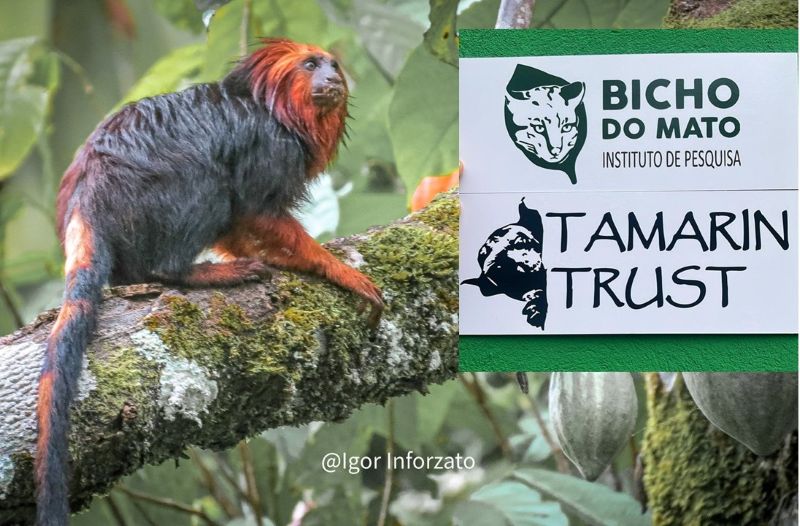 First conservation rehabilitation centre for golden-headed lion tamarins